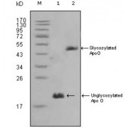 Western blot analysis using ApoO antibody against HepG2 (1) and 3T3L1 (2) cell lysate.
