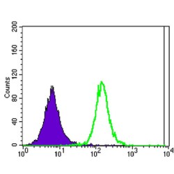 Ataxin 1 (ATXN1) Antibody