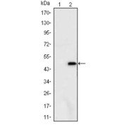 Western blot analysis using ATXN1 antibody against HEK293 (1) and ATXN1 (AA: 645-815) -hIgGFc transfected HEK293 (2) cell lysate.