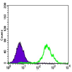 ATP-Citrate Synthase (ACLY) Antibody