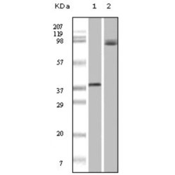 Serine/threonine-Protein Kinase B-Raf (BRAF) Antibody