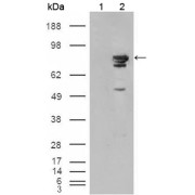 Western blot analysis using BRAF antibody against truncated recombinant Braf (1) and A431 cell lysate (2).