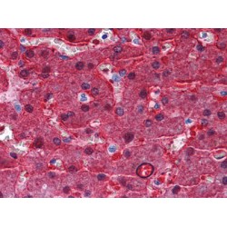 Betaine--Homocysteine S-Methyltransferase 1 (BHMT) Antibody