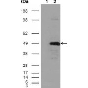 Western blot analysis using BHMT antibody against HEK293T cells transfected with the pCMV6-ENTRY control (1) and pCMV6-ENTRY BHMT cDNA (2).