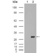 Western blot analysis using CA1 antibody against HEK293T cells transfected with the pCMV6-ENTRY control (1) and pCMV6-ENTRY CA1 cDNA (2).