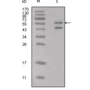 Western blot analysis using anti-Calreticulin polyclonal antiobdy against Hela cell lysate.