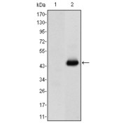 abx010489