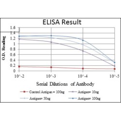 T-cell Surface Glycoprotein CD1a (CD1A) Antibody