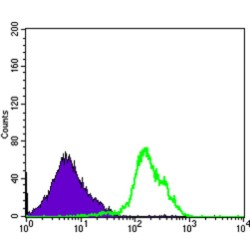 T-cell Surface Glycoprotein CD1a (CD1A) Antibody