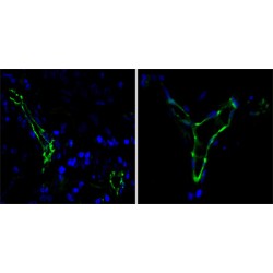 Platelet And Endothelial Cell Adhesion Molecule 1 (PECAM1) Antibody