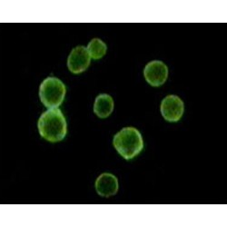 Hematopoietic Progenitor Cell Antigen CD34 (CD34) Antibody