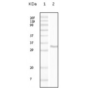 Western blot analysis using CD34 antibody against truncated CD34 recombinant protein.