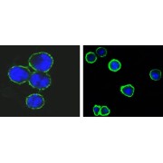 Confocal immunofluorescence analysis of methanol-fixed BCBL-1 (left) and L1210 (right) cells using CD37 antibody (green), showing membrane localization. Blue: DRAQ5 fluorescent DNA dye.