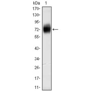 Western blot analysis using CD38 mouse antibody against CD38-hIgGFc transfected HEK293 cell lysate.