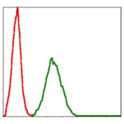 Polycomb Complex Protein BMI-1 (BMI1) Antibody