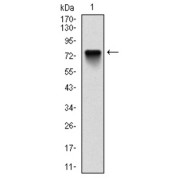 Western blot analysis using BMI1 antibody against human BMI1 (AA: 1-326) recombinant protein. (Expected MW is 74 kDa).