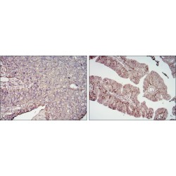 Cluster of Differentiation 276 (CD276) Antibody
