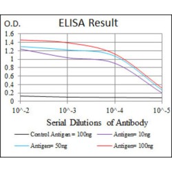 Protein Kinase cAMP-Activated Catalytic Subunit Gamma (PRKACG) Antibody