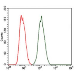 Protein Kinase cAMP-Activated Catalytic Subunit Gamma (PRKACG) Antibody