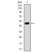 Western blot analysis using PRKACG antibody against human PRKACG (AA: 164-351) recombinant protein. (Expected MW is 47.1 kDa).