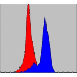 Cytochrome C Oxidase Subunit 4I1 (COX4I1) Antibody