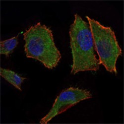 Cytochrome C Oxidase Subunit 4I1 (COX4I1) Antibody