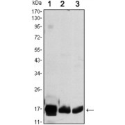 Western blot analysis using COX4I1 antibody against HEK293 (1), A549 (2) and PC12 (3) cell lysate.