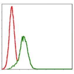 Glutathione S Transferase Mu 1 (GSTM1) Antibody