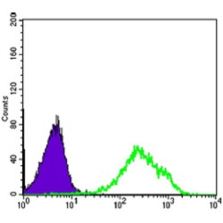 Death Domain Associated Protein / DAP6 (DAXX) Antibody