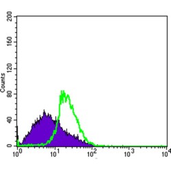 DEAD-Box Helicase 4 (DDX4) Antibody