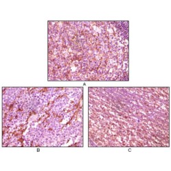 Dynamin-1-Like Protein (DRP1) Antibody