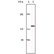 Western blot analysis using EphA2 antibody against NIH/3T3 cell lysate.