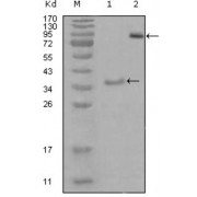 Western blot analysis using EphA3 antibody against truncated Trx-EphA3 recombinant protein (1) and truncated EphA3 (aa566-983) -hIgGFc transfected CHO-K1 cell lysate (2).