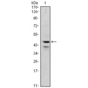 Western blot analysis using GATA1 antibody against K562 (1) cell lysate.