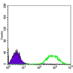 Protein C-Ets-1 (ETS1) Antibody