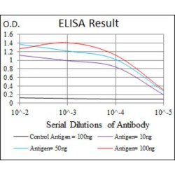 Eukaryotic Translation Initiation Factor 4B (EIF4B) Antibody