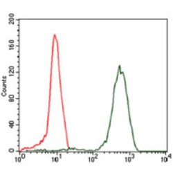 Eukaryotic Translation Initiation Factor 4B (EIF4B) Antibody