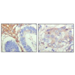 Fibulin 5 (FBLN5) Antibody