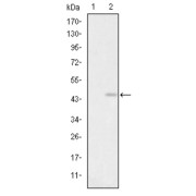 Western blot analysis using GRIA3 antibody against HEK293 (1) and GRIA3 (AA: 683-824) -hIgGFc transfected HEK293 (2) cell lysate.