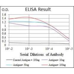 Glutamate Receptor 2 (GRIA2) Antibody