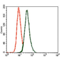 Glutamate Receptor 2 (GRIA2) Antibody