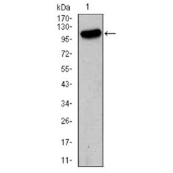 Glutamate Receptor 2 (GRIA2) Antibody