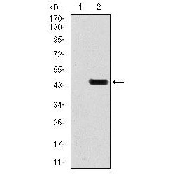 Glutamate Receptor 2 (GRIA2) Antibody