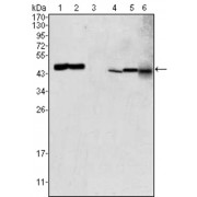Western blot analysis using GOT2 antibody against HEK293 (1), PC-12 (2), HL-60 (3), BCBL-1 (4), HepG2 (5) and NIH/3T3 (6) cell lysate.