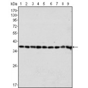 Western blot analysis using GAPDH antibody against Hela (1), A549 (2), A431 (3), MCF-7 (4), K562 (5), Jurkat (6), HL60 (7), SKN-SH (8) and SKBR-3 (9) cell lysate.