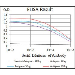 Heat Shock Transcription Factor 4 (HSF4) Antibody