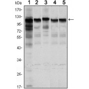 Western blot analysis of (1) Jurkat, (2) HeLa, (3) HepG2, (4) MCF-7, and (5) PC-12 cell lysates.