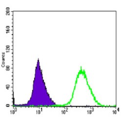 Dual Specificity Mitogen-Activated Protein Kinase Kinase 6 (MAP2K6) Antibody