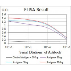Heat Shock Protein 90 kDa Alpha A1 (HSP90AA1) Antibody