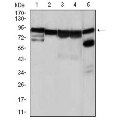 Heat Shock Protein 90 kDa Alpha A1 (HSP90AA1) Antibody